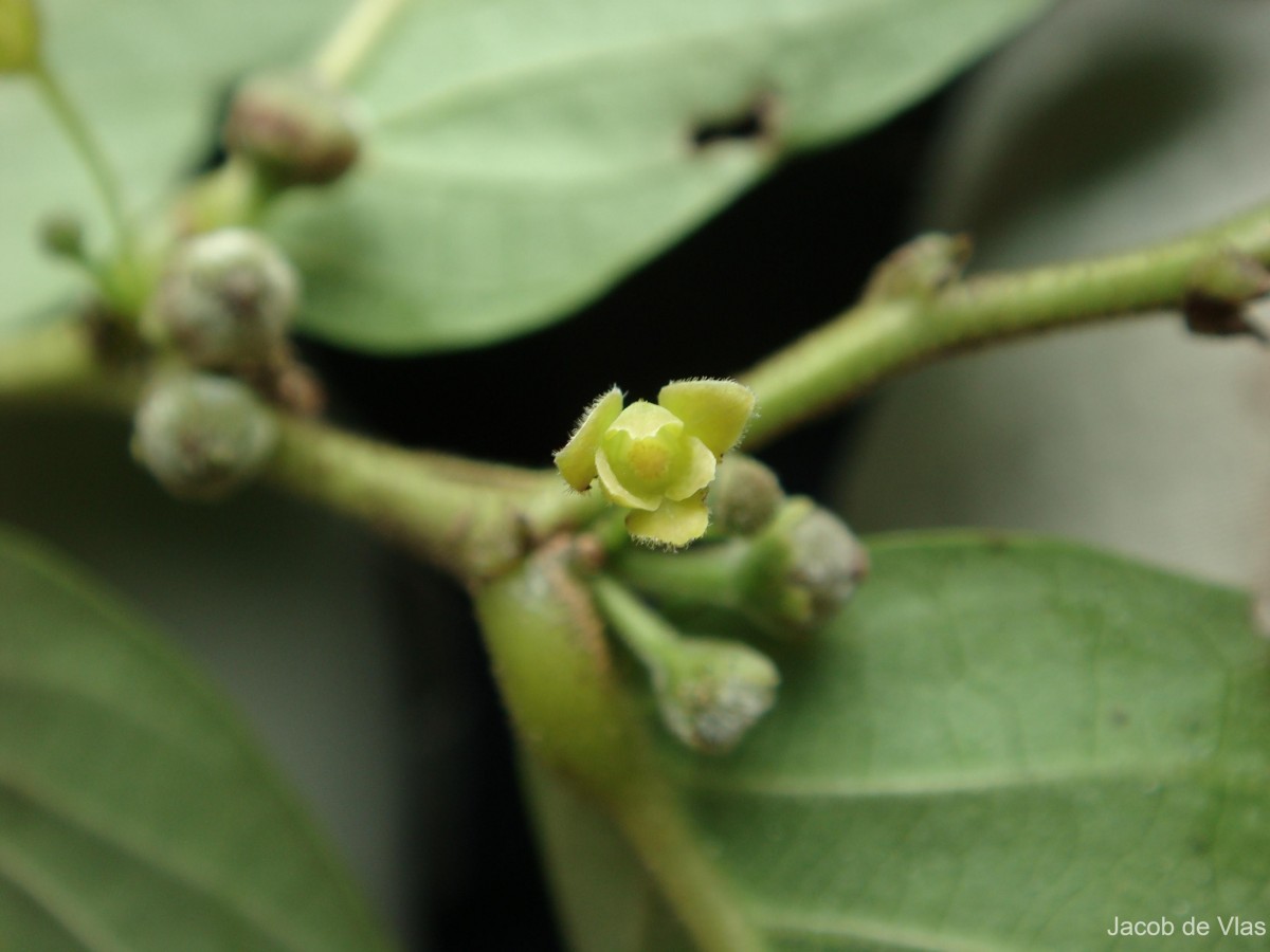 Glochidion zeylanicum var. tomentosum (Dalzell) Trimen
